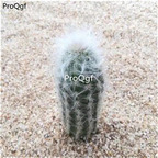19usd ngryise 3pcs Oreocereus doelzianus plant