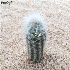 19usd ngryise 3pcs Oreocereus doelzianus plant