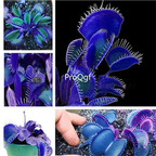 19usd Ngryise 1000Pcs A Set blue venus fly trap seed