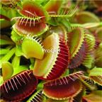 19usd Ngryise 1000Pcs A Set green venus fly trap seed