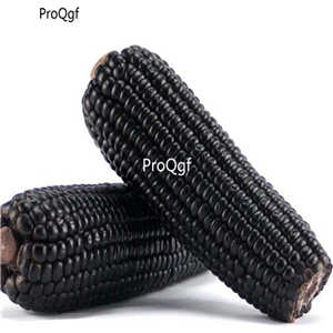 19usd Ngryise 200Pcs A Set black corn vegetable seed