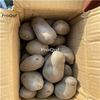 19usd Ngryise 3Pcs A Set purple potato vegetable bulb