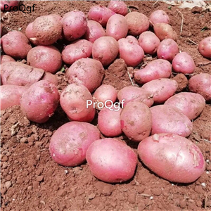 19usd Ngryise 3Pcs A Set rare color potato vegetable bulb