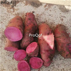 19usd Ngryise 3Pcs A Set rare red heart potato vegetable bulb