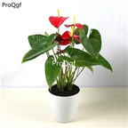 19usd Ngryise 3Pcs A Set Anthurium plant