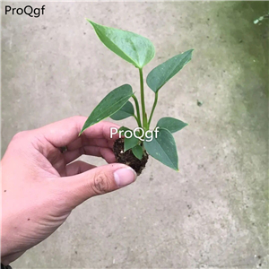 19usd Ngryise 3Pcs A Set Anthurium plant