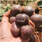 19usd Ngryise 3Pcs A Set colorful potato bulb