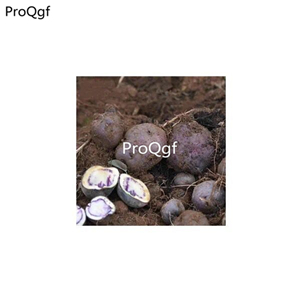 19usd Ngryise 3Pcs A Set colorful potato bulb