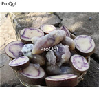 18usd Ngryise 3Pcs A Set purple white heart potato bulb