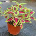 19usd Ngryise 2Pcs A Set Plectranthus scutellarioides plant