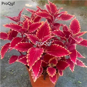 19usd Ngryise 2Pcs A Set Plectranthus scutellarioides plant