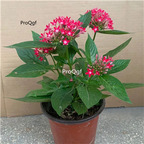 19usd Ngryise 6000Pcs A Set Pentas lanceolata zhenzhumei seed