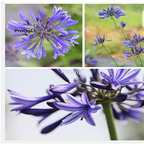 19Usd ngryise 3pcs Agapanthus africanus BULB
