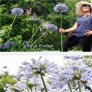 19Usd ngryise 3pcs Agapanthus africanus BULB