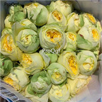 19usd Ngryise 2000Pcs A Set green yellow double color rose seed