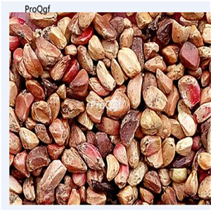19usd Ngryise 2000Pcs A Set green yellow double color rose seed