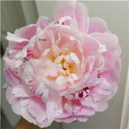 19usd Ngryise 500Pcs A Set double petal pink peony seed