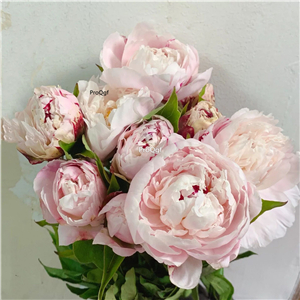 19usd Ngryise 500Pcs A Set double petal pink peony seed