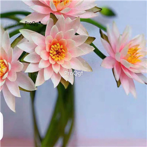 19usd Ngryise 50Pcs A Set rare lotus  seed