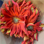 19usd Ngryise 2000Pcs A Set rare pretty series chrysanthemum seed