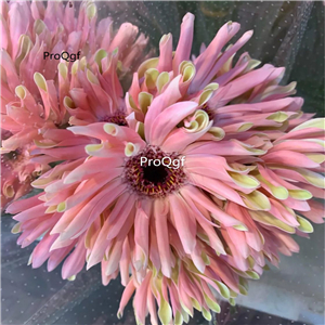 19usd Ngryise 2000Pcs A Set rare pretty series chrysanthemum seed