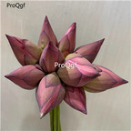 19usd ngryise 50pcs rare lotus seed