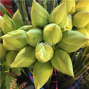 19usd ngryise 50pcs rare lotus seed