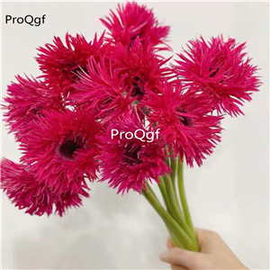19usd Ngryise 500Pcs A Set rare pretty sunflower seed