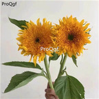 19usd Ngryise 500Pcs A Set teddy sunflower seed