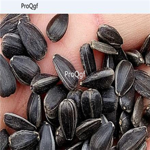 19usd Ngryise 500Pcs A Set teddy sunflower seed