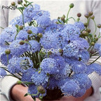 19usd Ngryise 500Pcs A Set Trachymene coerulea zhenzhumei seed