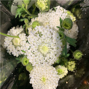 19usd Ngryise 500Pcs A Set Trachymene coerulea zhenzhumei seed