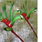 19usd Ngryise 500Pcs A Set   Anigozanthos  seed