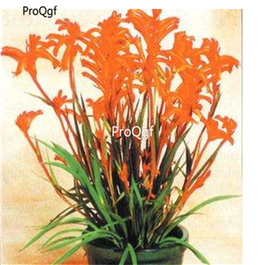 19usd Ngryise 500Pcs A Set   Anigozanthos  seed