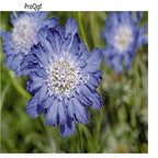 19usd Ngryise 500Pcs A Set   Scabiosa comosa  seed