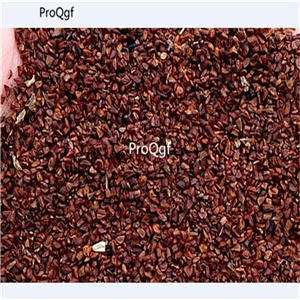 19usd Ngryise 500Pcs A Set   Scabiosa comosa  seed