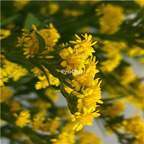 19usd Ngryise 500Pcs A Set  Ericameria nauseosa difu seed