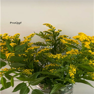 19usd Ngryise 500Pcs A Set  Ericameria nauseosa difu seed