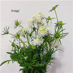 19usd Ngryise 500Pcs A Set Scabiosa atropurpurea heixinju seed