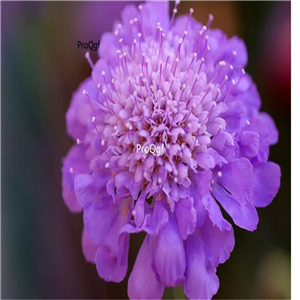 19usd Ngryise 500Pcs A Set Scabiosa atropurpurea heixinju seed