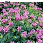 19usd Ngryise 6000Pcs A Set Monarda didyma seed