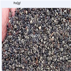 19usd Ngryise 6000Pcs A Set Monarda didyma seed