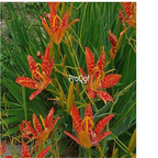 19usd Ngryise 200Pcs A Set Belamcanda chinensis  seed