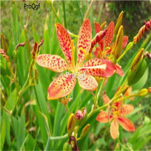 19usd Ngryise 200Pcs A Set Belamcanda chinensis  seed
