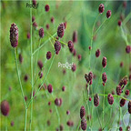 19usd ngryise 500pcs Sanguisorba officinalis qianrihong seed