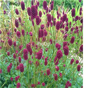 19usd ngryise 500pcs Sanguisorba officinalis qianrihong seed