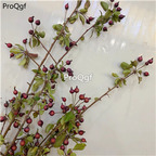 19usd Ngryise 500Pcs A Set mini Crataegus pinnatifida seed