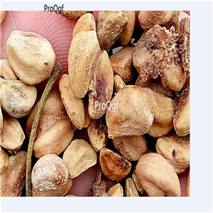 19usd Ngryise 500Pcs A Set mini Crataegus pinnatifida seed