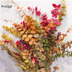 19usd Ngryise 3000Pcs A Set rare rainbow  Eucalyptus robusta seed