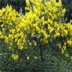 19usd ngryise 500pcs Acacia podalyriifolia seed